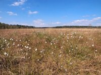 NL, Drenthe, Aa en Hunze, Tweelingen boswachterij 2, Saxifraga-Hans Dekker